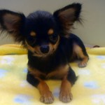 No.212  ロングコートチワワ　女の子♀　3月18日生まれ