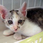 No.214　猫（野良ちゃん） 