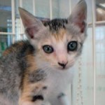 No.215　猫（野良ちゃん） 