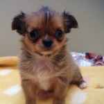 No.218　ロングコートチワワ　女の子♀　8月22日生まれ