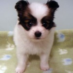 No.219　パピヨン　男の子♂　9月17日生まれ