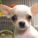 No.21 スムースチワワ　男の子♂　4月14日生まれ