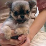 No.220  ロングコートチワワ　男の子♂　8月24日生まれ