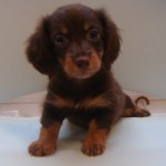 No.221  ミニチュアダックスフンド　女の子♀　7月24日生まれ