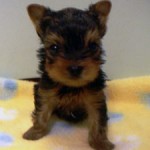 No.222　ヨークシャーテリア　男の子♂　9月15日生まれ 