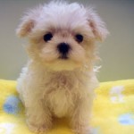 No.223  マルチーズ　女の子♀　7月28日生まれ