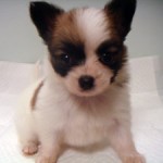 No.224　パピヨン　女の子♀　9月20日生まれ 