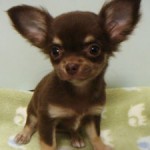 No.225　ロングコートチワワ　女の子♀　8月25日生まれ