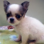 No.226　ロングコートチワワ　女の子♀　10月1日生まれ