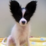 No.227  パピヨン　女の子♀　7月1日生まれ