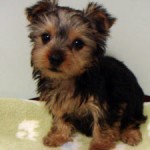 No.228　ヨークシャーテリア　女の子♀　8月20日生まれ