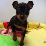 No.229　ミニチュアピンシャー　女の子♀　11月16日生まれ