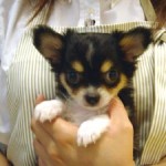 No.22 ロングコートチワワ　女の子♀　4月29日生まれ