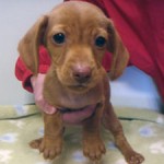 No.230　ミニチュアダックスフンド　男の子♂　10月25日生まれ