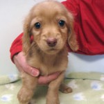 No.231  ミニチュアダックスフンド　女の子♀　10月25日生まれ