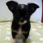 No.232　ロングコートチワワ　女の子♀　10月20日生まれ