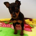 No.233  ミニチュアピンシャー　女の子♀　11月16日生まれ