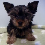 No.234  ヨークシャーテリア　女の子♀　10月9日生まれ