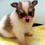 No.235　パピヨン　男の子♂　12月5日生まれ