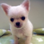 No.236　ロングコートチワワ　男の子♂　10月1日生まれ