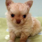 No.237　ロングコートチワワ　女の子♀　10月1日生まれ