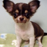 No.238  ロングコートチワワ　女の子♀　8月25日生まれ