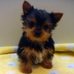 No.239  ヨークシャーテリア　男の子♂　1月1日生まれ
