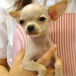No.23 スムースチワワ　男の子♂　2月19日生まれ