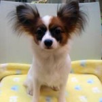 No.240  パピヨン　女の子♀　9月20日生まれ