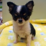 No.242　ロングコートチワワ　女の子♀　12月24日生まれ