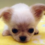 No.243  ロングコートチワワ　男の子♂　12月24日生まれ