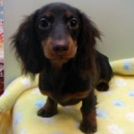 No.244  ミニチュアダックスフンド　女の子♀　11月3日生まれ