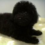 No.245　トイプードル　男の子♂　8月19日生まれ