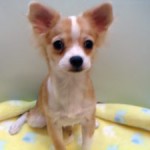 No.246  ロングコートチワワ　女の子♀　10月20日生まれ