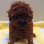 No.247  トイプードル　女の子♀　3月29日生まれ