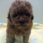 No.248 トイプードル　男の子♂　3月29日生まれ