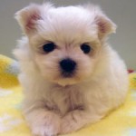 No.249 マルチーズ　女の子♀　3月31日生まれ