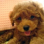 No.24 トイプードル　男の子♂　5月31日生まれ