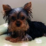 No.250 ヨークシャーテリア　女の子♀　1月1日生まれ