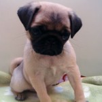 No.251  パグ　女の子♀　3月25日生まれ