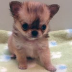 No.255  ロングコートチワワ　女の子♀　3月29日生まれ