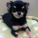 No.256 ロングコートチワワ　女の子♀　1月7日生まれ