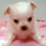 No.257  ロングコートチワワ　男の子♂　6月12日生まれ