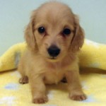 No.259  ミニチュアダックスフンド　男の子♂　6月25日生まれ