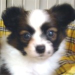 No.25 パピヨン　女の子♀　4月12日生まれ