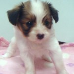 No.261 パピヨン　女の子♀　6月10日生まれ