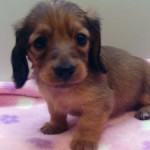 No.262  ミニチュアダックスフンド　女の子♀　4月21日生まれ