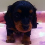 No.266  ミニチュアダックスフンド　男の子♂　4月22日生まれ