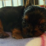 No.269 ヨークシャーテリア　男の子♂　5月25日生まれ
