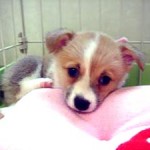 No.26 コーギー　女の子♀　5月30日生まれ